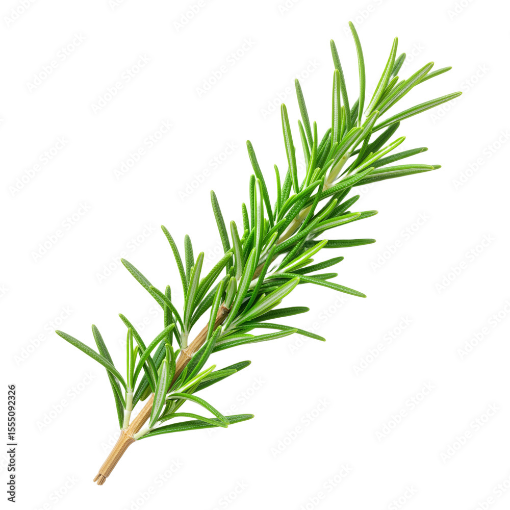 Naklejka premium Fresh Rosemary Sprig with Vibrant Green Leaves Against White Background