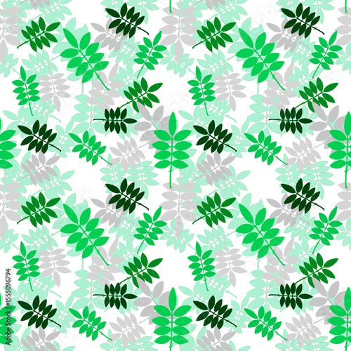 Green grey mountain ash leaves on a white background