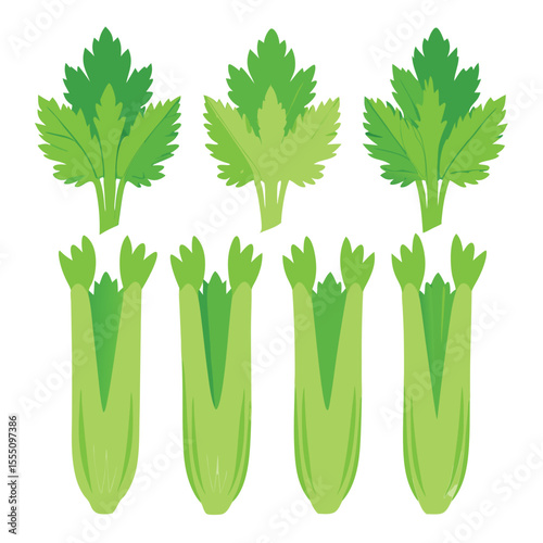 six celery vegetable separately set  isolated  on white background