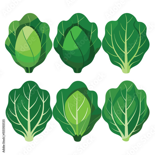six collard greens vegetable separately set  isolated  on white background