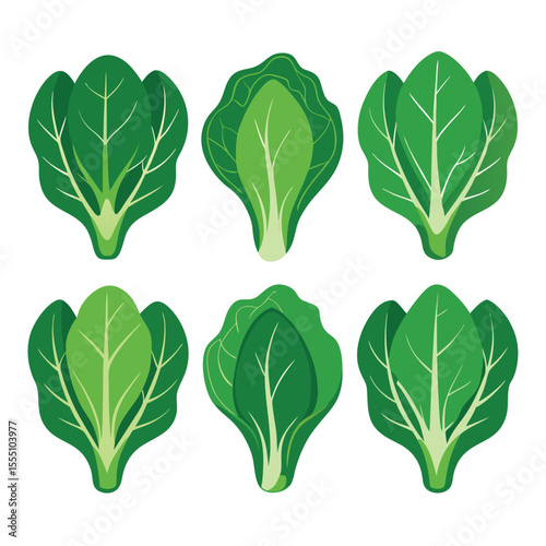 six collard greens vegetable separately set  isolated  on white background