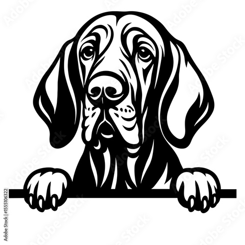 Grand Basset Griffon Vendéen dog peeking over a surface, with paws showing. vector illustration