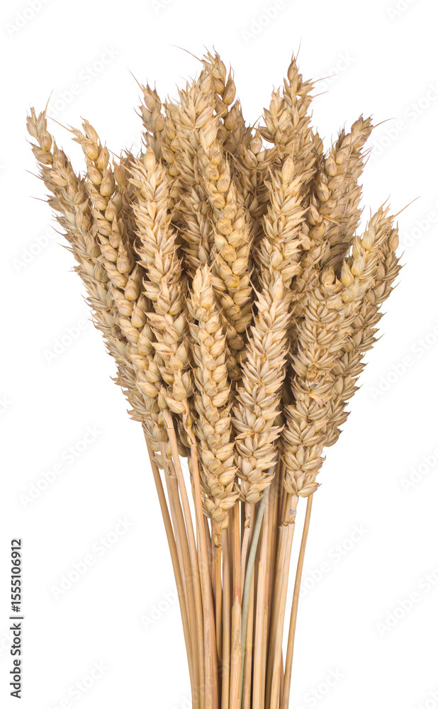 Fototapeta premium Triticum aestivum ears