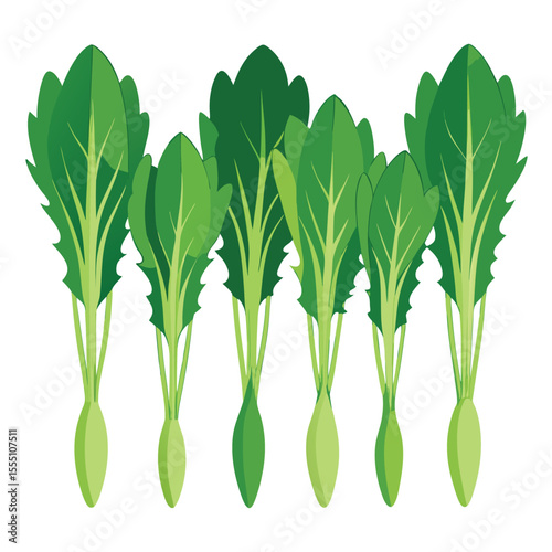 six dandelion greens vegetable separately set  isolated  on white background
