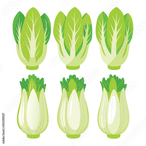 six escarole vegetable separately set  isolated  on white background
