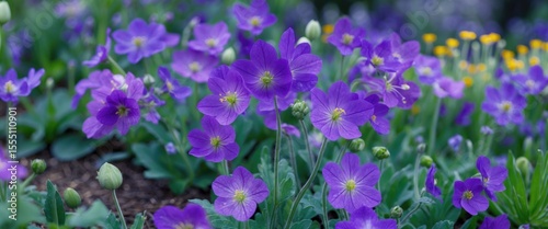 Purple flowers blooming in a garden, springtime scenery, vibrant colors, natural setting, floral landscape, botanical environment.