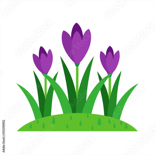 Springtime Crocus Flowerbed with Dew on Grass Vector on White Background