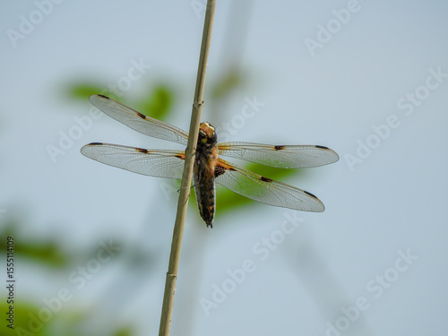 Four-Spotted Chaser Looking