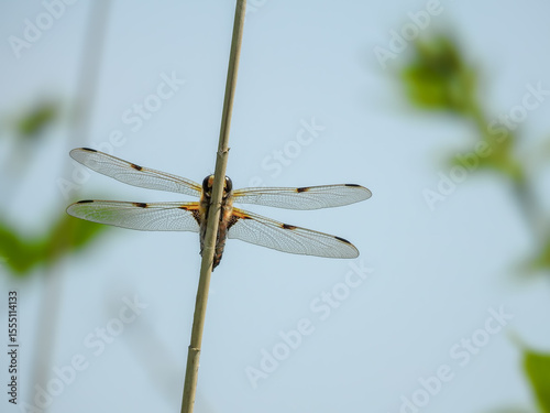 Four-Spotted Chaser Dragonfly Hiding