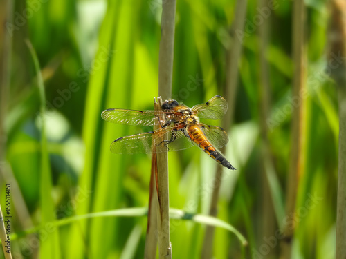 Four-spotted Chaser Resting
