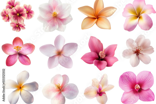 Variety of cherry blossom flowers displayed in an artistic arrangement highlighting their delicate colors and shapes during springtime in bloom