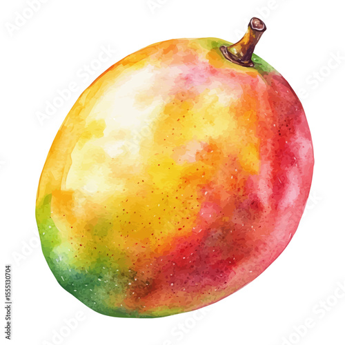 Tropical Ripe Juicy Mango, watercolor drawing vector, isolated on a white background.