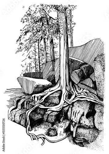 Scattered rocks in the mountains and a tree. Linear illustration of a mountain landscape converted into a vector drawing.
