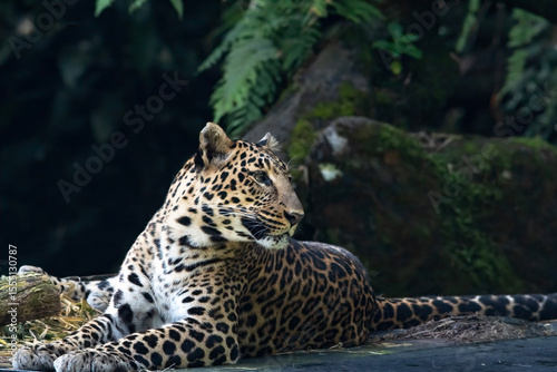 portrait of a Javanese leopard resting