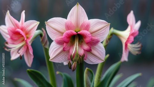 Colorful lily flowers in bloom with green leaves and soft background. photo