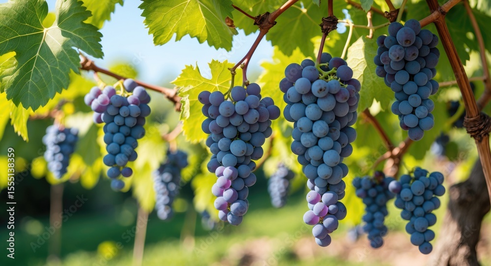 Naklejka premium Close-up of ripe grape clusters hanging from vines with green leaves, in a vineyard during daytime.