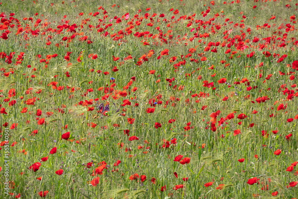 Fototapeta premium Organic farming, lots of Poppies and some Cornflowers in wheatfield in spring