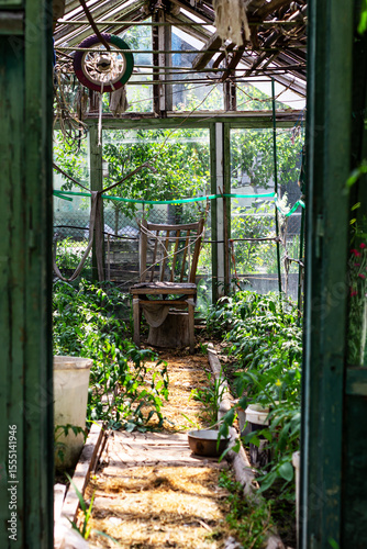 Fotografia A glimpse inside a weathered, overgrown greenhouse reveals a solitary wooden chair amidst thriving plants, bathed in soft, diffused light filtering through the aged glass panes