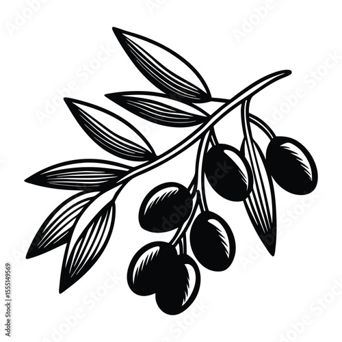 olive branch vector illustration