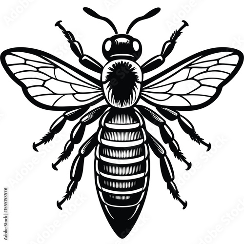 Black and White Honey Bee - Detailed Insect Illustration