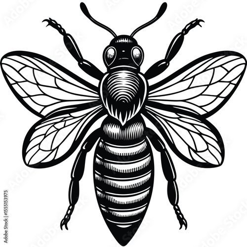 Black and White Honey Bee - Detailed Insect Illustration