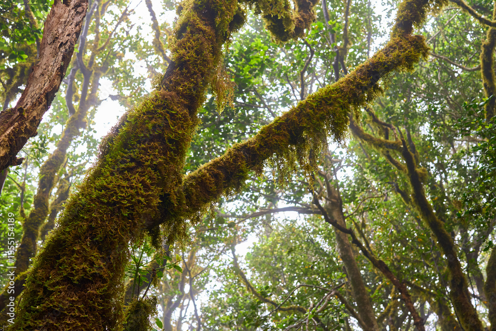 Fototapeta premium Mossy branches in laurisilva canopy