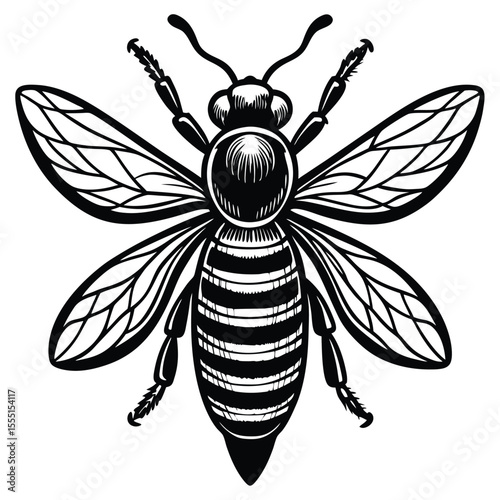 Black and White Honey Bee - Detailed Insect Illustration