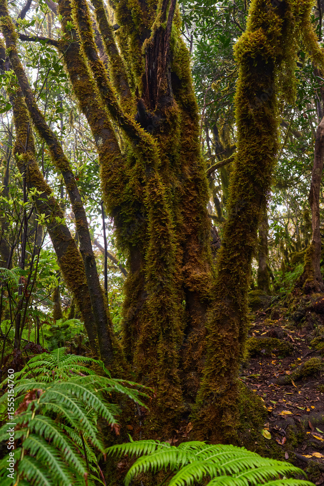 Fototapeta premium Vertical moss on laurisilva trunks