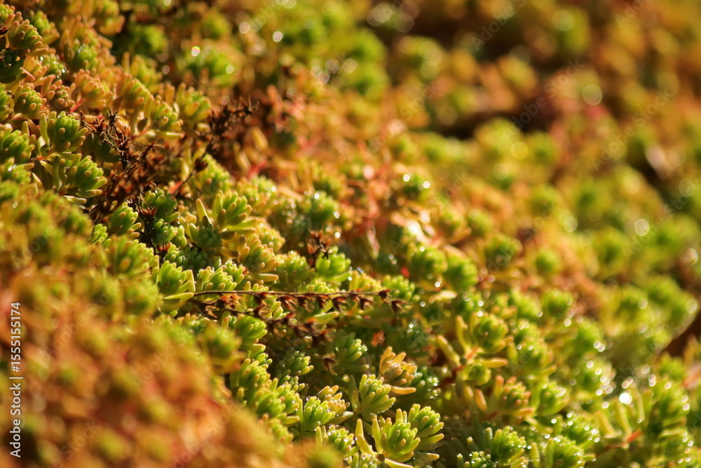Ταπετσαρία A close-up ciew of vibrant green moss growing densely on a natura surface