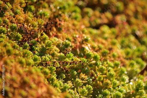 A close-up ciew of vibrant green moss growing densely on a natura surface.