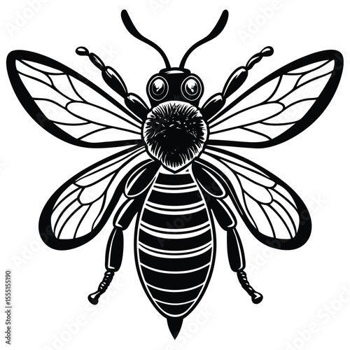 Black and White Honey Bee - Detailed Insect Illustration