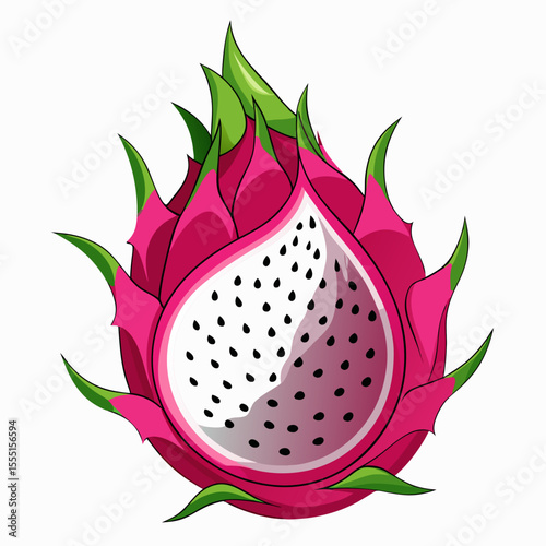 dragon fruit vector illustration