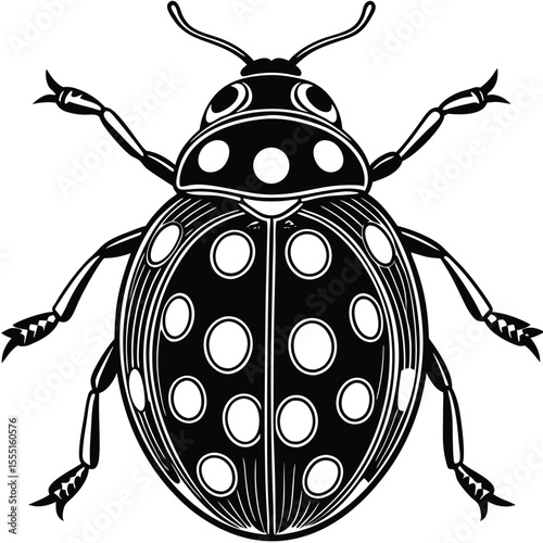 Black and White Ladybug - Detailed Insect Illustration