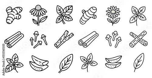 Collection of herbs and spices are shown in a black and white drawing. The herbs include parsley, basil, and mint, while the spices include cinnamon, nutmeg, and ginger