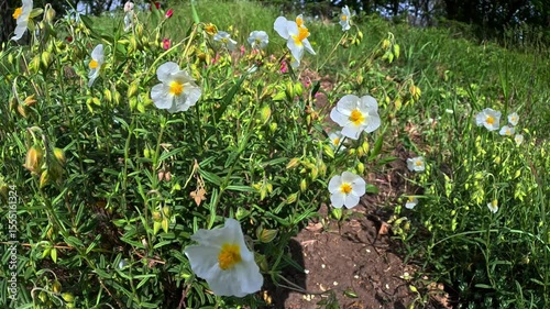 Cistus sp., spring bloom of a rare plant in the garden
