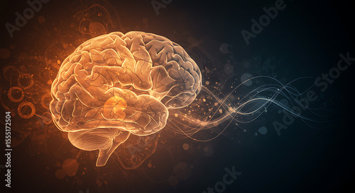 Human Brain Anatomy, Function, and Neurological Processes
