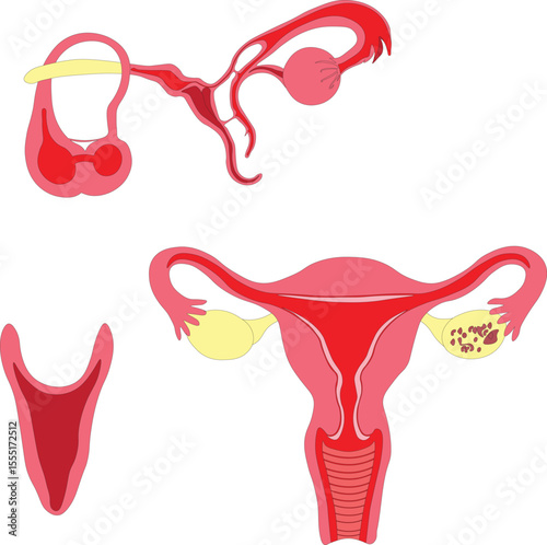 "Female Reproductive System Anatomy – Uterus, Vagina, Ovaries Medical Illustration"