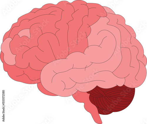 "Human Brain Anatomy Illustration – Labeled Diagram of Brain Lobes and Structure"