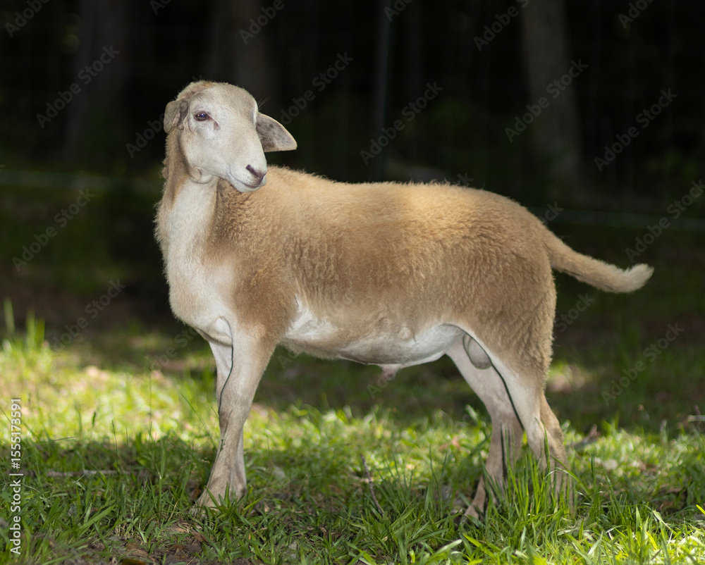 Obraz premium Young sheep ram in the shade on an organic farm