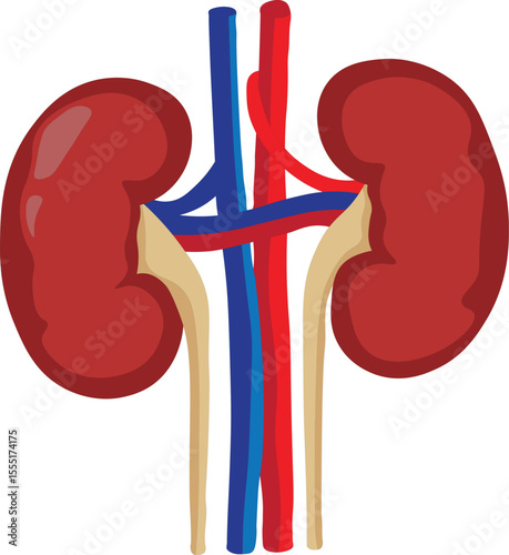 "Human Kidney Anatomy Illustration – Labeled Diagram of Kidney Structure and Function"