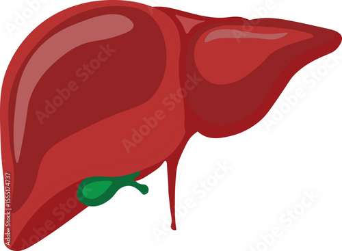 "Human Liver Anatomy Illustration – Labeled Medical Diagram of Liver Structure and Function"