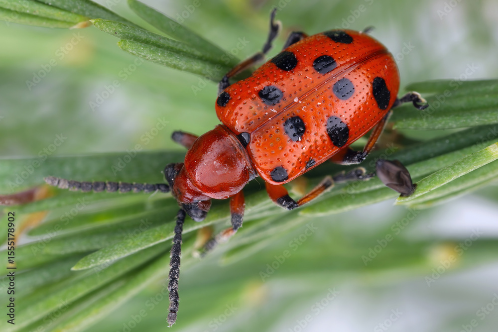Fototapeta premium Spotted asparagus beetle (Crioceris duodecimpunctata) on asparagus. Pest of cultivated vegetables.