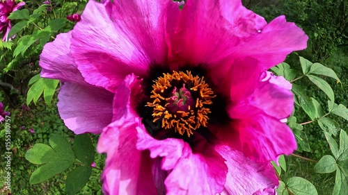 Tree peony, a bush blooming with pink flowers against a background of green leaves