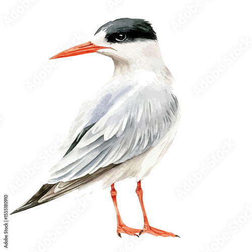 Tern Close Up, watercolor painting vector, isolated on a white background.
