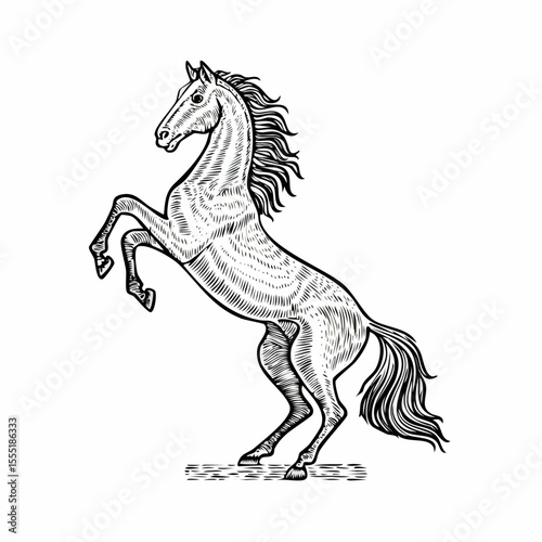 Horse Stand On Hind Legs Image vector Isolated on white Background.