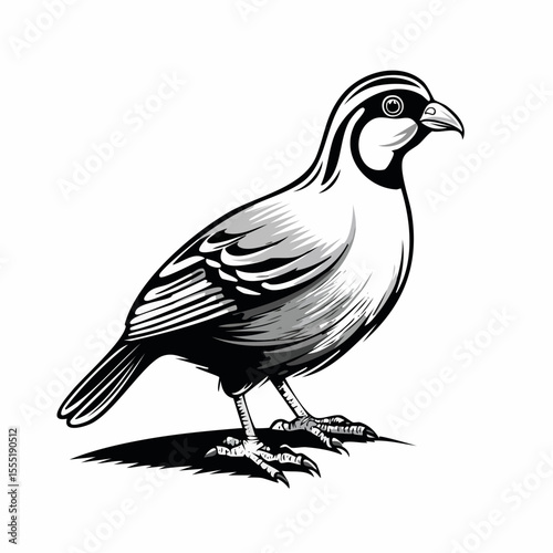 Partridge Vector Image isolated on white