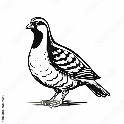 Partridge Vector Image isolated on white