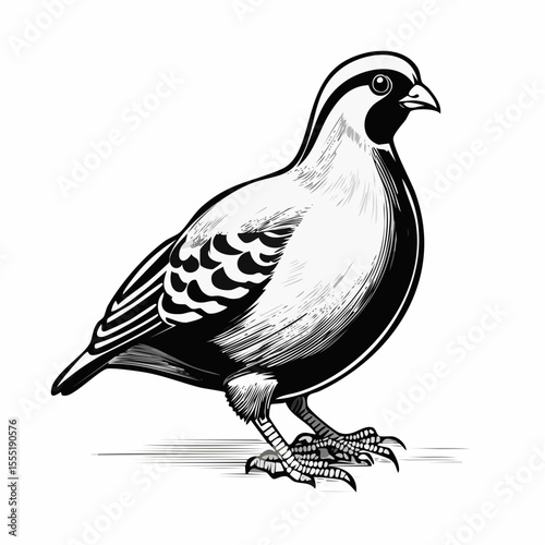 Partridge Vector Image isolated on white