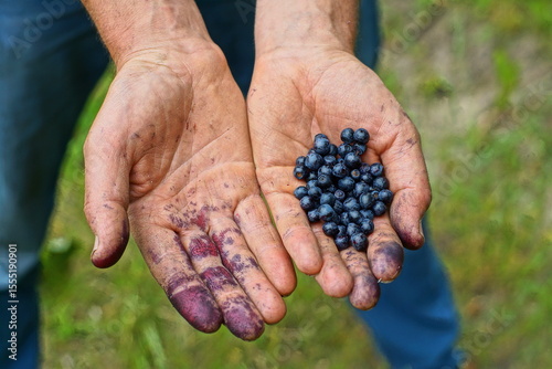 a portion of sweet forest tasty healthy black berry with vitamins summer blueberries after picking lies in dirty hands of a man during the day outside near green grass
