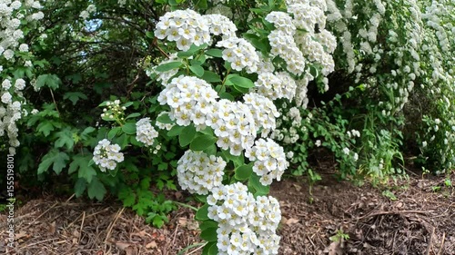 Spiraea sp., inflorescences with small white flowers of an ornamental shrub in the garden